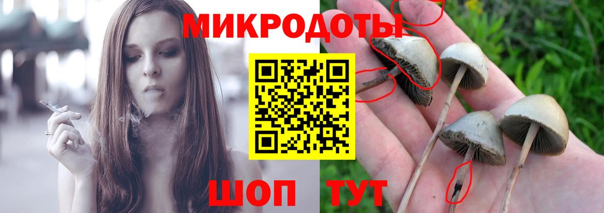Псилоцибиновые грибы Cubensis Верхняя Пышма